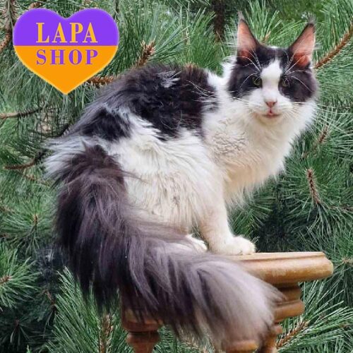 Очаровательный мейн-кун в черно-белой шубке Славий — ваш будущий любимец