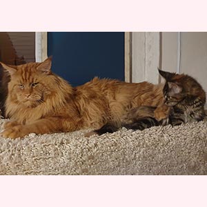 Красавица породы мейн-кун Ханна mco