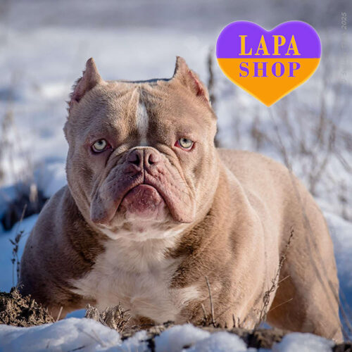 Веселий американський буллі Мені