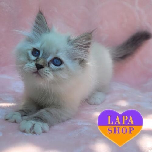 Милая невская маскарадная кошечка Бетси