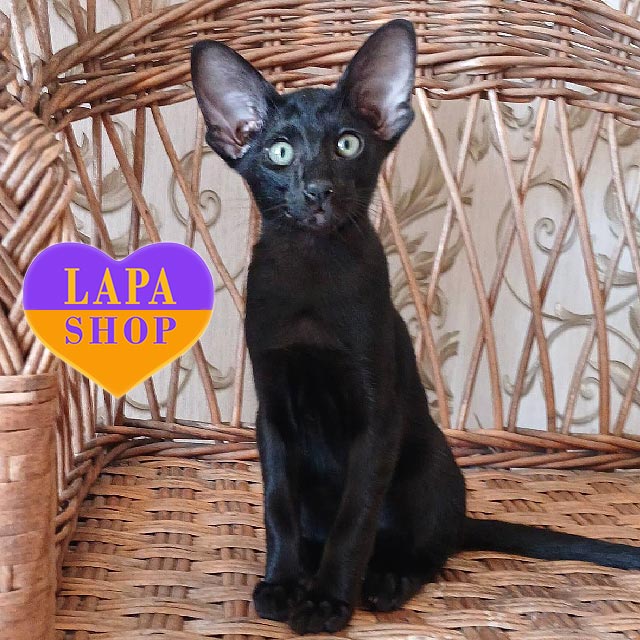 Oriental Kitten in a Black Bur Coat Brian