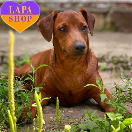 Red Miniature Pinscher Girl Orianna