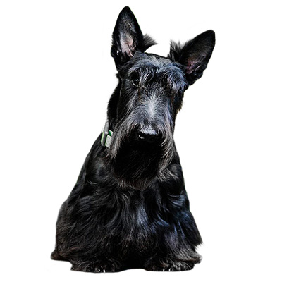 Lapa.shop: Kittens and Puppies from Europe scotch