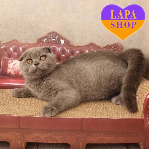 Искорка — очаровательная вислоухая шотландская кошечка