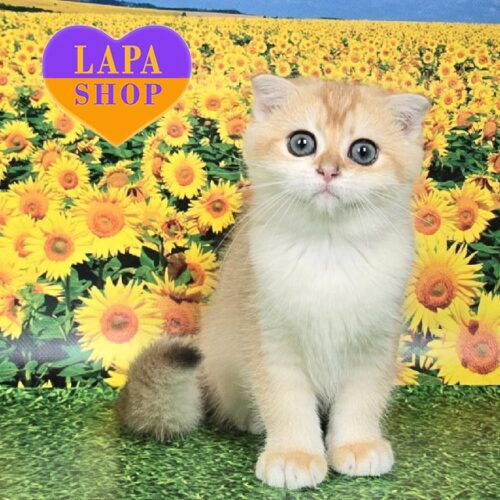 Вислоухая шотландская красавица Королева Фиона