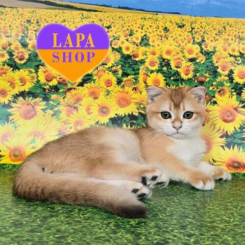 Золотая шотландская кошечка Рокси — ваша будущая любимица