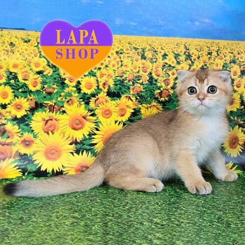 Томас — очаровательный вислоухий шотландский котенок золотого окраса