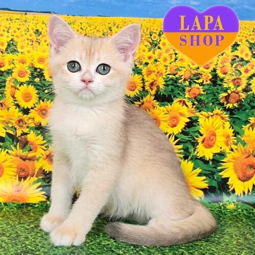 Шотландский котенок в голубо-золотой шубке Рони