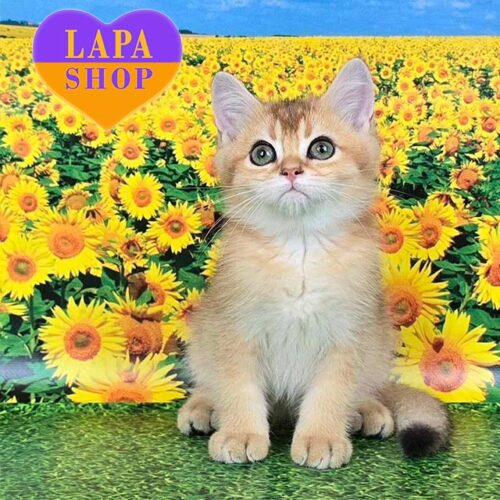 Техас — шотландский котенок в золотой шубке