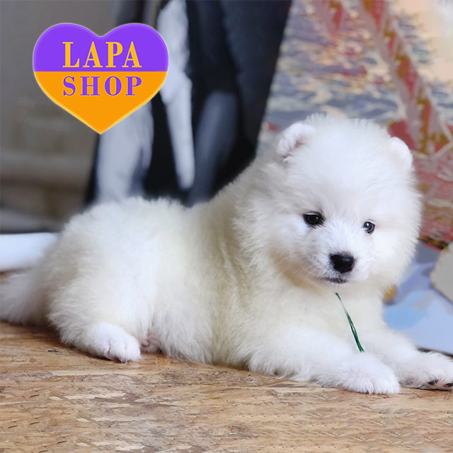 Samoyed Puppy For Sale Michigan Akc Samoyed Puppies Outlet