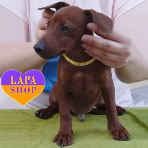 Red Colored Miniature Pinscher Boy