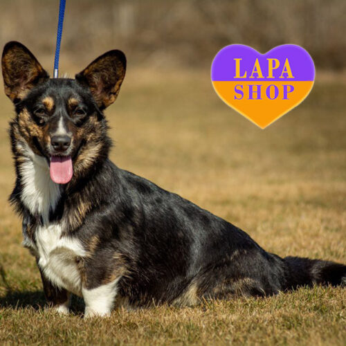 Красавица Аланья породы вельш-корги кардиган