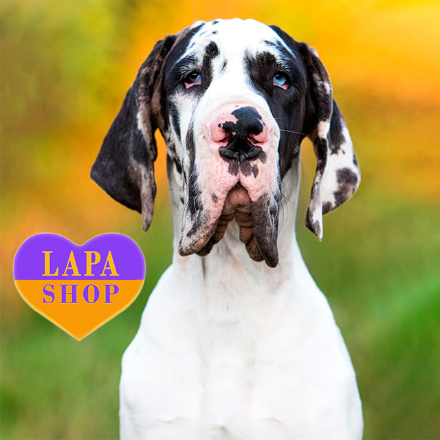 Harlequin European Great Dane Euro Harlequin Great Dane Great Dane