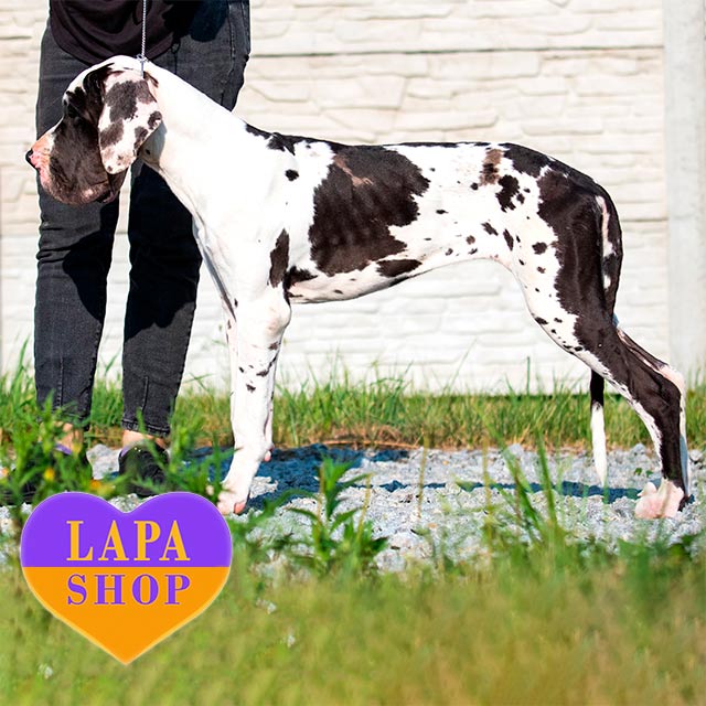 Harlequin Top Great Dane Breeders Harlequin Great Dane Female