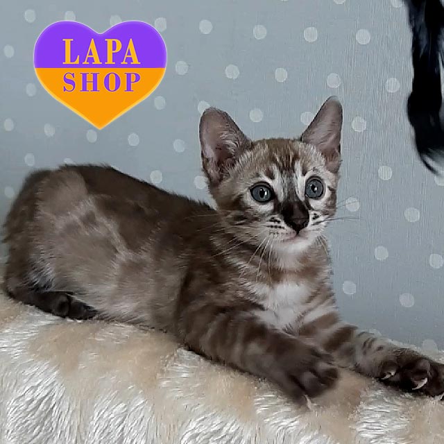 Seal Lynx Point Bengal Burmese Cross Cat Bengal Highland Lynx