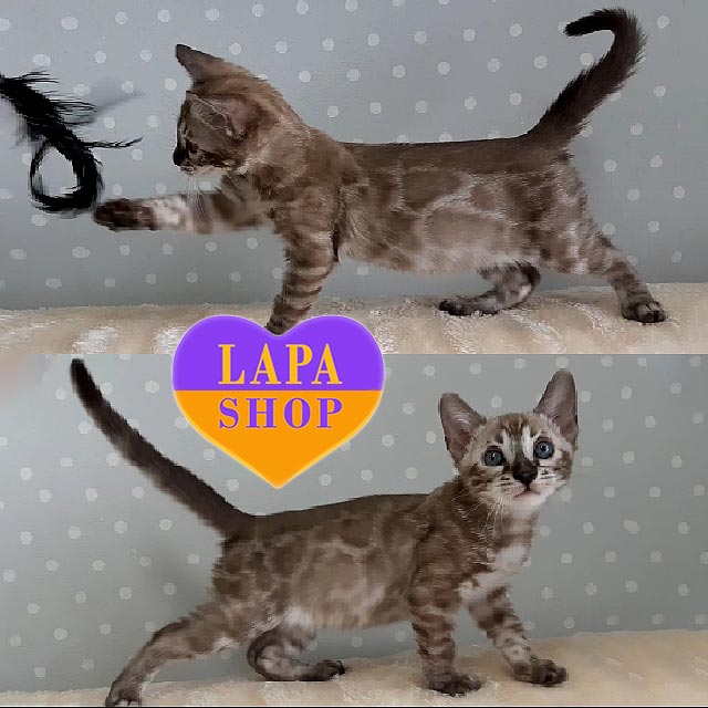 Leopard Cat Price Baby Bengal Kittens For Sale Snow Charcoal