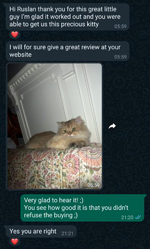 Lapa.shop Customer Reviews brit vegas 1