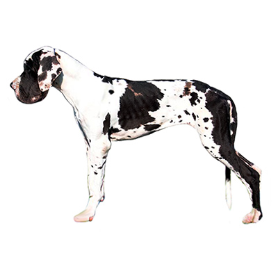 Німецький дог