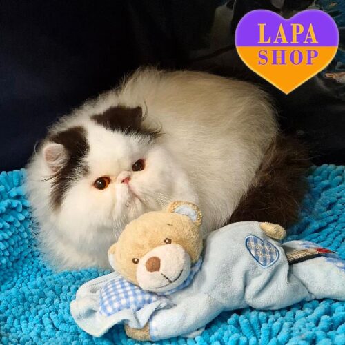 Милый длинношерстный котик породы экзот Джони