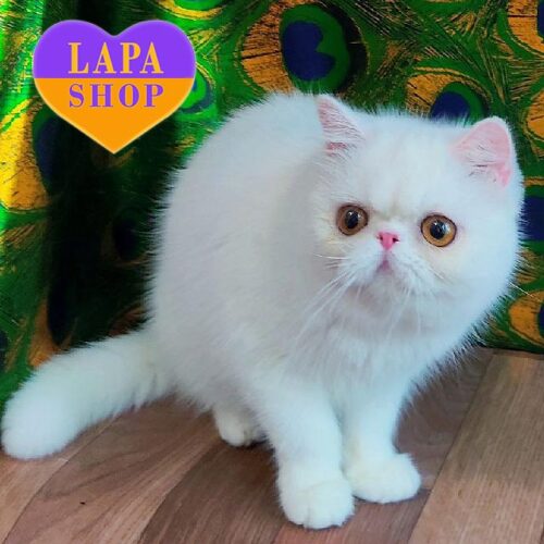 Exotic Beauty With a Charming Yellow Eyes Zara