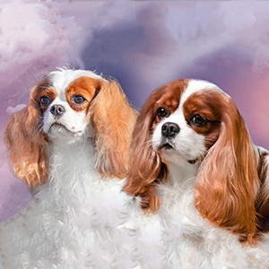 Милий хлопчик кавалер кінг чарльз спанієль Fabian My Happiness frederikke par