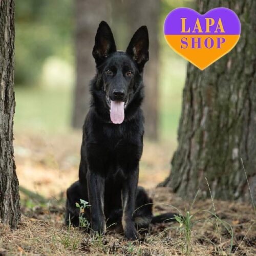 Super Calm and Focused German Shepherd Girl