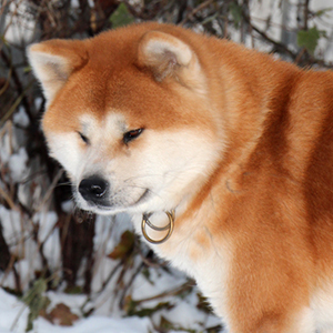 Akita Inu Cutie Hakka hakka dad