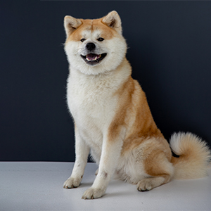 Akita Inu Cutie Hakka hakka mom