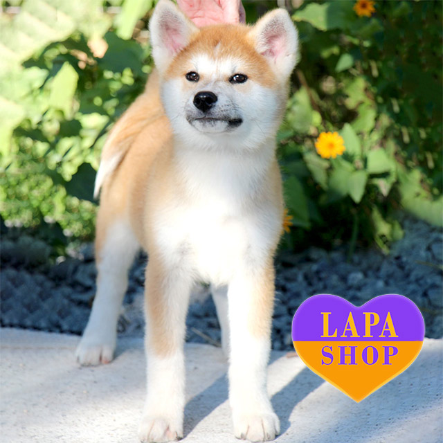 Akita Inu Female Hikomi Is A Red And White Akita Inu Girl