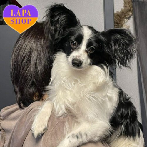 Очаровательная мальчик породы папильон Жастин