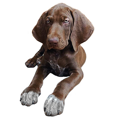 German Shorthaired Pointer (Deutsch Kurzhaar) Puppies for Sale from Europe