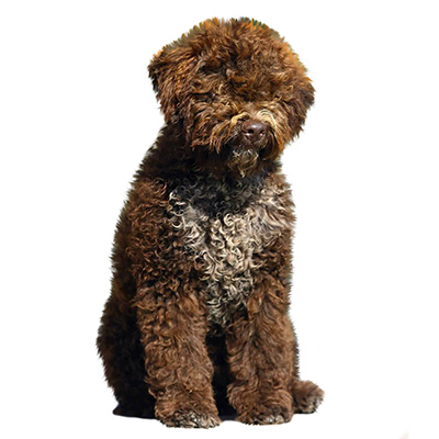 Lagotto Romagnolo Puppies for Sale from Europe