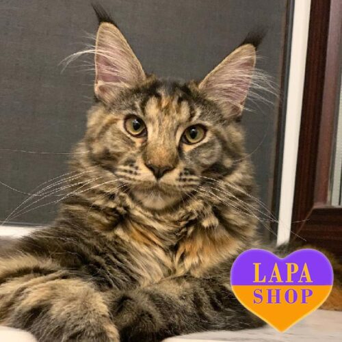 Charming Maine Coon Kitty Doroteya — She is Your Future Favorite