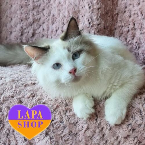 Невская маскарадная красавица Аиша