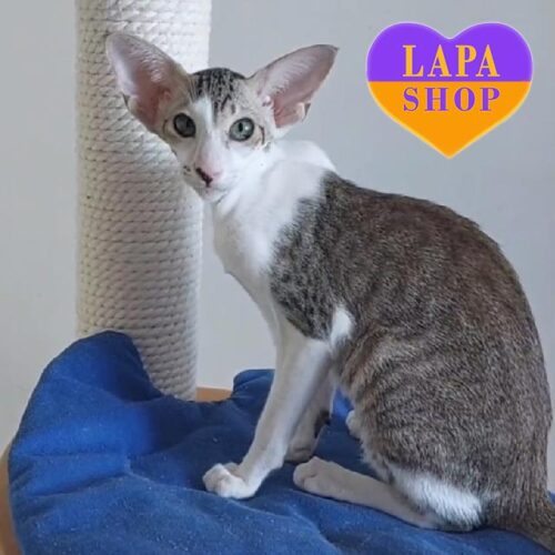 Очаровательная ориентальная кошечка Услада