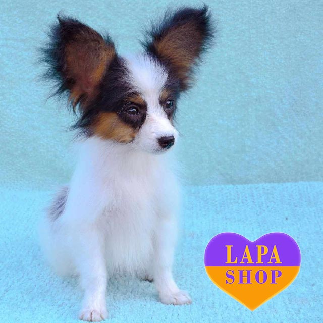 Ears Papillon Personality Papillon Dog Dog Breed Clearance