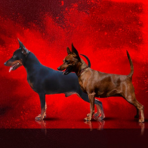 Red Miniature Pinscher Beauty Amalia is Waiting for a Family parents egoist