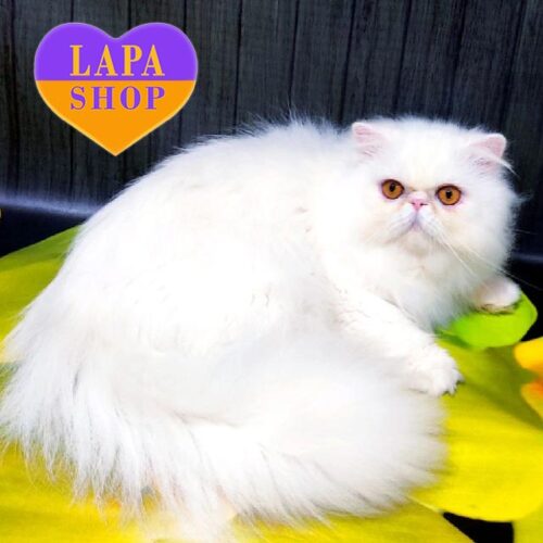Charming Persian Cat in a White Fur Coat With Yellow Eyes Jean Claude — For Breeding <br>