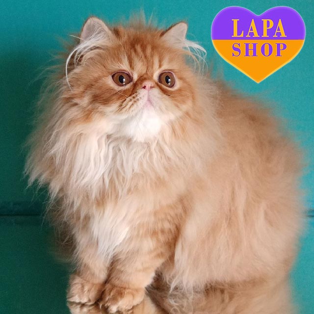 Fluffy Long Haired Orange Kitten For Sale Persian Cat Tiger