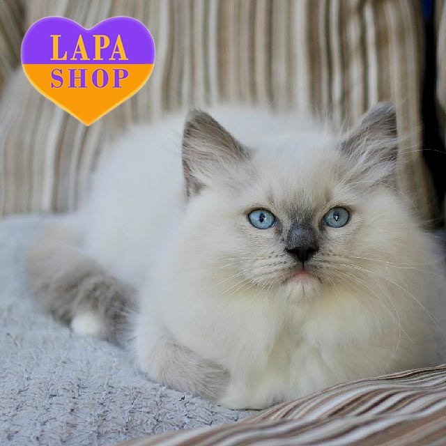 Long Hair Tabby X Ragdoll Kittens Cheap Ragdoll Cross Tabby