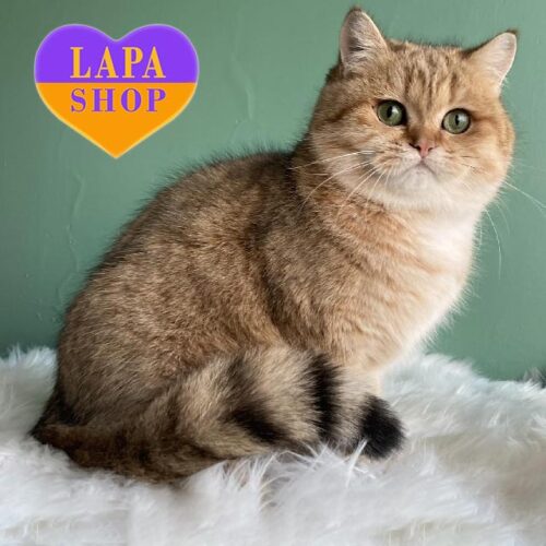 Шотландська красуня з розкішною золотою шубкою та зеленими оченятами Василиса — в розведення