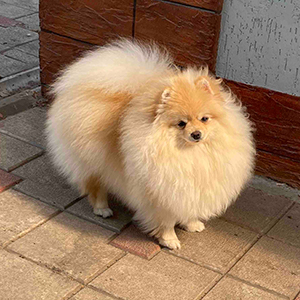 Lovely Pomeranian Boy in a Light Coat shpimama