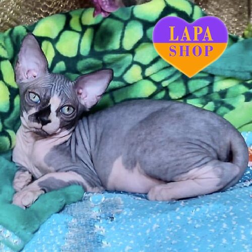 Барбара — очаровательная кошечка породы канадский сфинкс