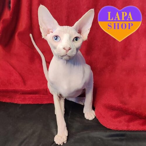 Kamala is a Canadian Sphynx Beauty With Multi-colored Eyes