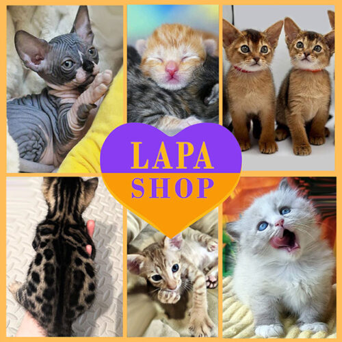 We have newborn kittens! One of them might be your purrfect match!