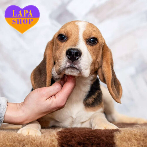 Cute Beagle Puppy Wermut Rossa