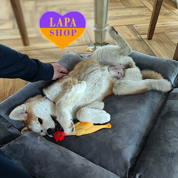 The Lapa Universe akita2 1