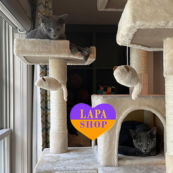 The Lapa Universe alison blyu