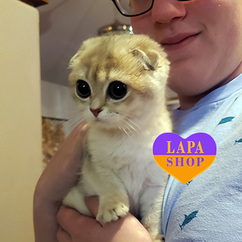 The Lapa Universe alona