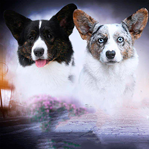 Милый мальчик породы вельш корги кардиган Ambassador ambassador par